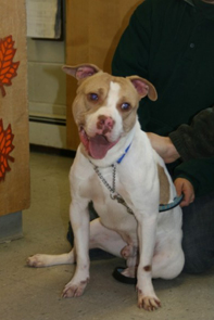 Bronson