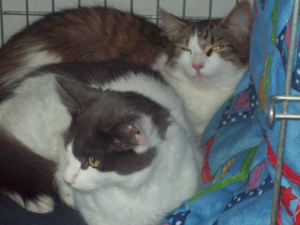 Willow & Snuggles